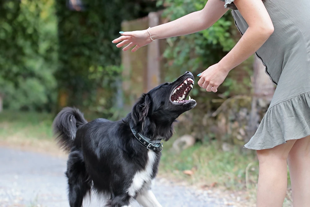Dog showing aggression and preparing to bite a person’s hand outdoors
