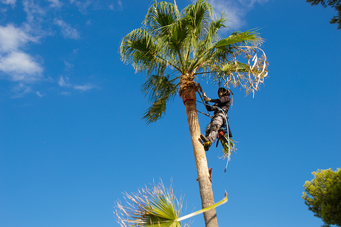 Accidente de poda de palmera en Arizona y responsabilidad del propietario